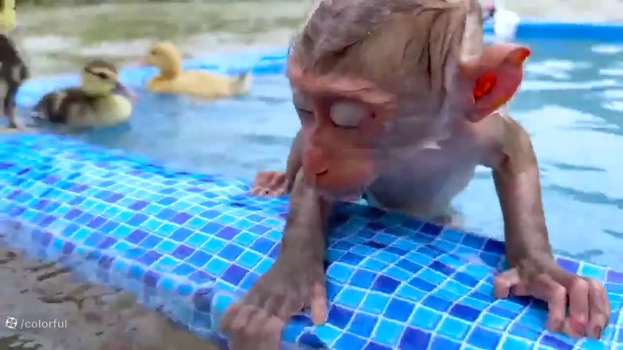 میمون بامزه در نقش پلیس: ماجراجویی‌های جذاب کارتون بچه میمون!