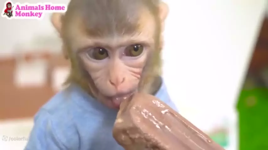 میمون بیم بیم: داستان‌های شگفت‌انگیز و بازیگوشی‌های کودکانه