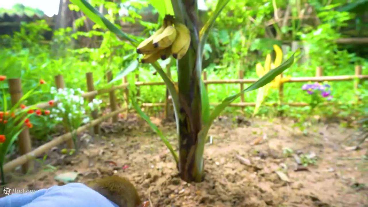 بازی‌های جدید میمون کوچولو: لحظاتی شاد و سرگرم‌کننده!