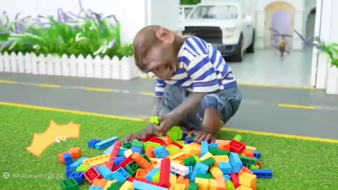 بچه‌میمون‌ها: لحظات خنده‌دار و شیرین در دنیای میمون‌ها!