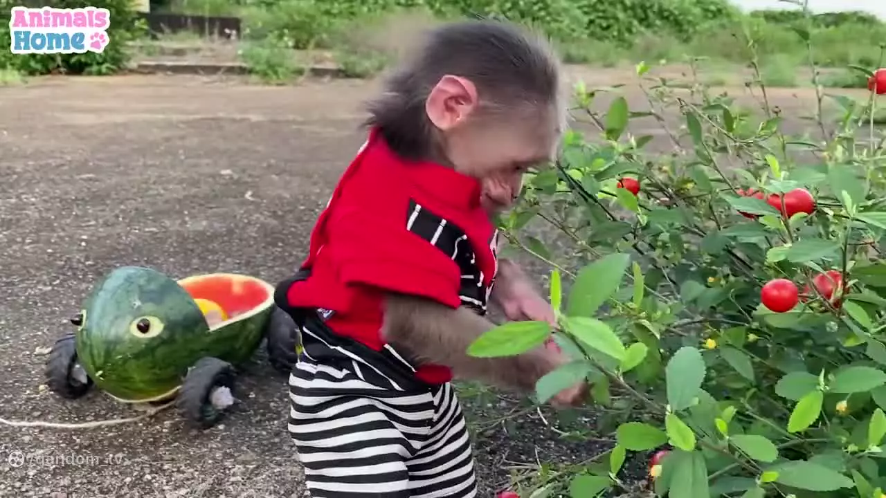 کارتون بچه میمون: داستان‌های شیرین و خنده‌دار برای کودکان