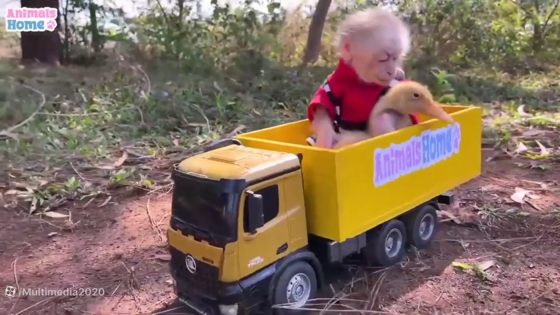 میمون کوچولو: ماجراهای جدید و هیجان‌انگیز یک میمون بازیگوش!