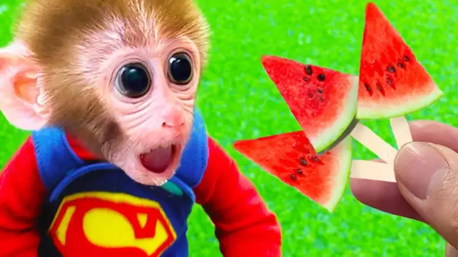 میمون کوچولو: داستان‌های جدید و هیجان‌انگیز میمون بازیگوش