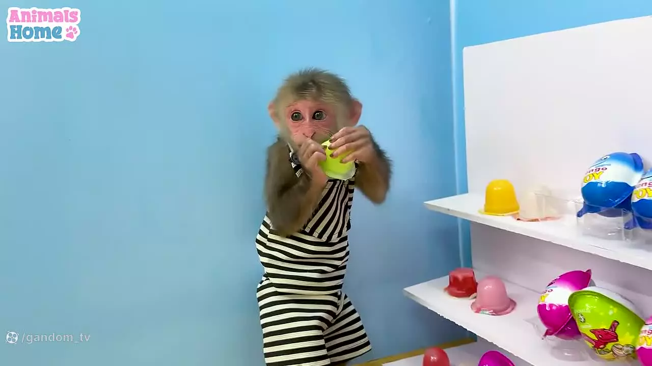 کارتون میمون کوچولو: ماجراجویی بیبی و تخم مرغ شانسی!