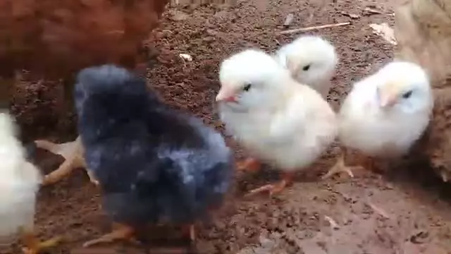 مرغ و جوجه های بسیار زیبا