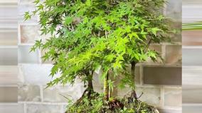 سفارش درخت افرا زینتی