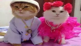 23 ترفند هوشمندانه برای مراقبت از حیوانات خانگی شما