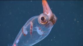 عجایب ودانستنی ۶۶