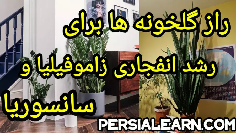 ترفندهای رشد سریع زاموفیلیا و سانسوریا