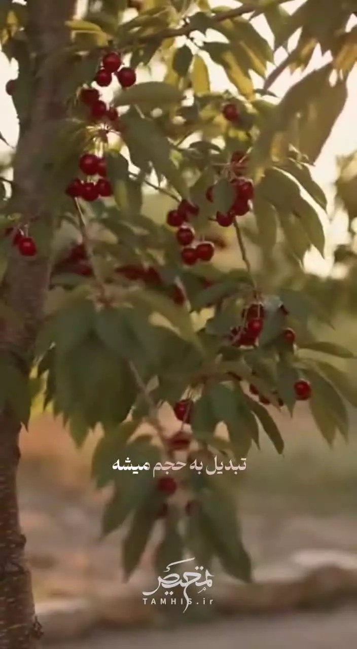 معجزه خدا در دانه گیلاس