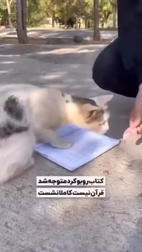 حیوونا میفهمن و حرمت قرآن رو نگه می‌دارن