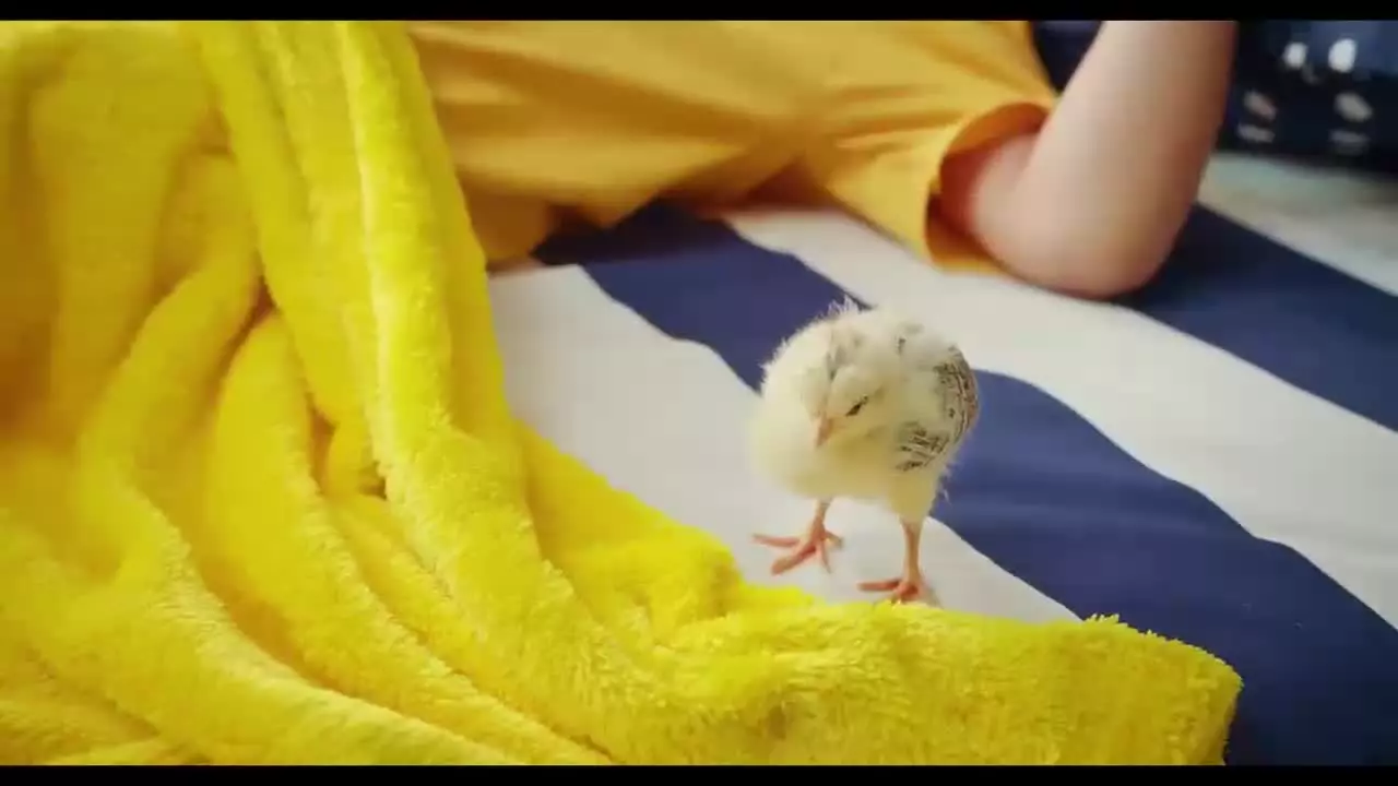 سریال فوفو مسافری از کامادو قسمت ۱ تا اخر