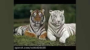 کلیپ‌های عاشقانه برای ولنتاین: عشق خود را به تصویر بکشید!