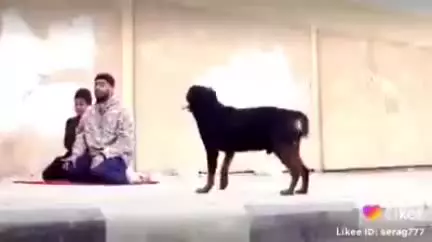 اسـرائیـلـی سـگ تـربیـت شـده اش را سمـت فلسـطینـی مـی فـرسـتـد کـه تکـه پـاره اش کنــد