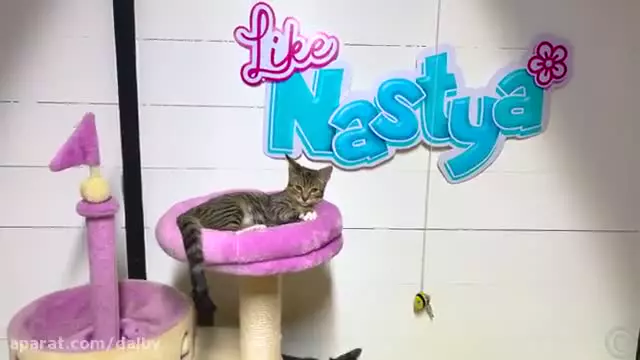 برنامه کودک انگلیسی جدید/ دانلود کارتون ناستیا استیسی