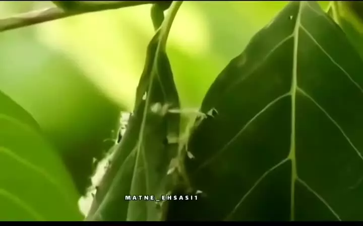 زیبایی های طبیعت خداوند