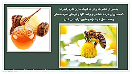 حشرات را بشناسید! راهنمای سرگرم‌کننده برای بچه‌ها
