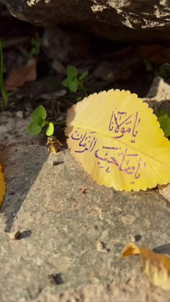 یامولانا یا صاحب الزمان❤️