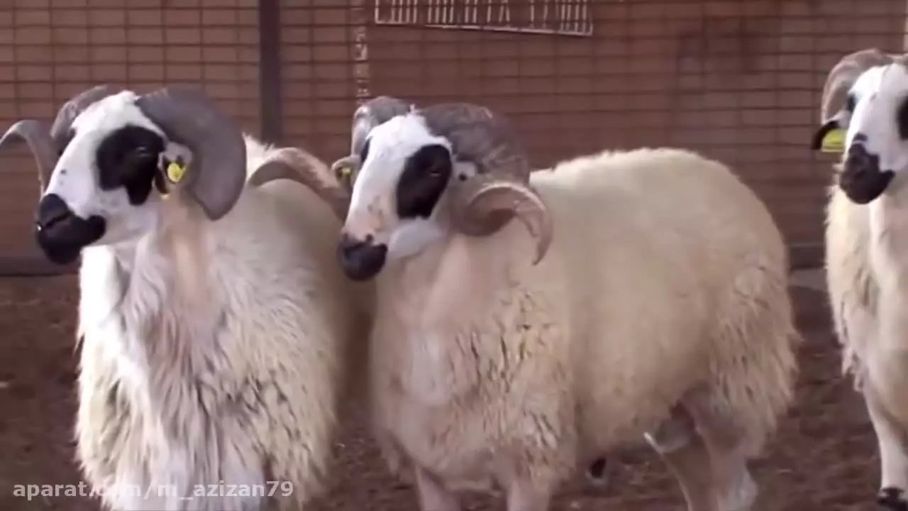 داستان پیرمرد مهربان و مزرعه شگفت‌انگیزش - کارتون کودکانه