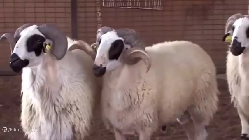 آهنگ کودکانه: داستان پیرمرد با مزرعه‌ای شگفت‌انگیز