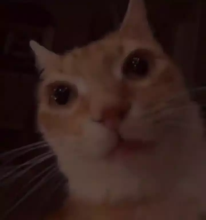 تعجب گربه