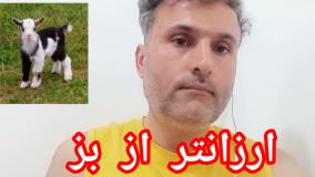 ارزانتر از بزغاله