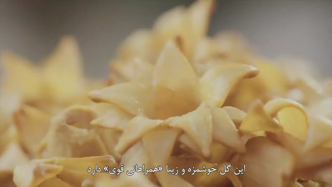 مستند «داستان انار» - قسمت سوم